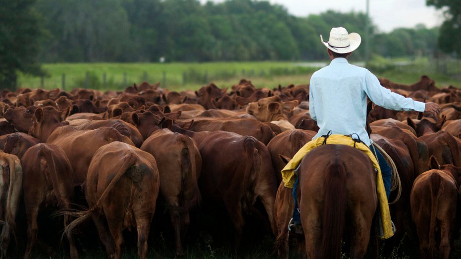 Trump’s foreign beef push sparks GOP revolt from ranching country