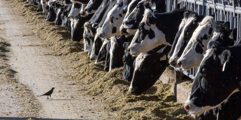 California governor declares ‘proactive’ state of emergency as bird flu spreads through dairy cows