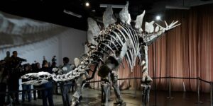 Citadel CEO Ken Griffin is lending his ‘epic’ .6 million Stegosaurus fossil to the American Museum of Natural History