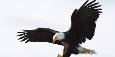 The bald eagle wasn’t actually the official bird of the US until this week