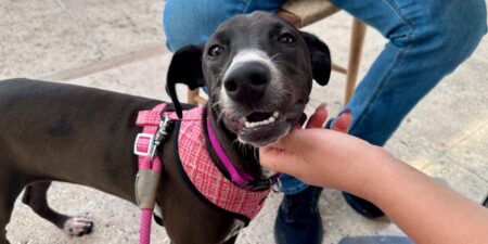 The best thing I did with my family on a trip to Turks and Caicos was free — and it involved puppies