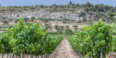 I live in Barcelona. Here are 6 of my best tips for exploring Spain’s beautiful wine regions.