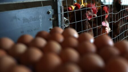 Egg prices are rapidly falling so far in March