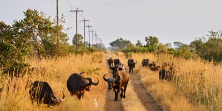 I spent a week on safari in South Africa. The bathroom situation wasn’t that bad, and we got wildly close to animals.