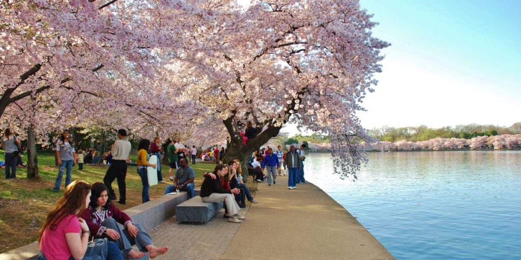 A local shares 6 secrets to skipping crowds if you’re going to Washington, DC, to see the famous cherry blossoms