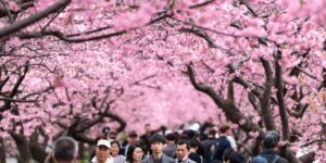 Cherry Blossoms in Bloom Around the World: Photos