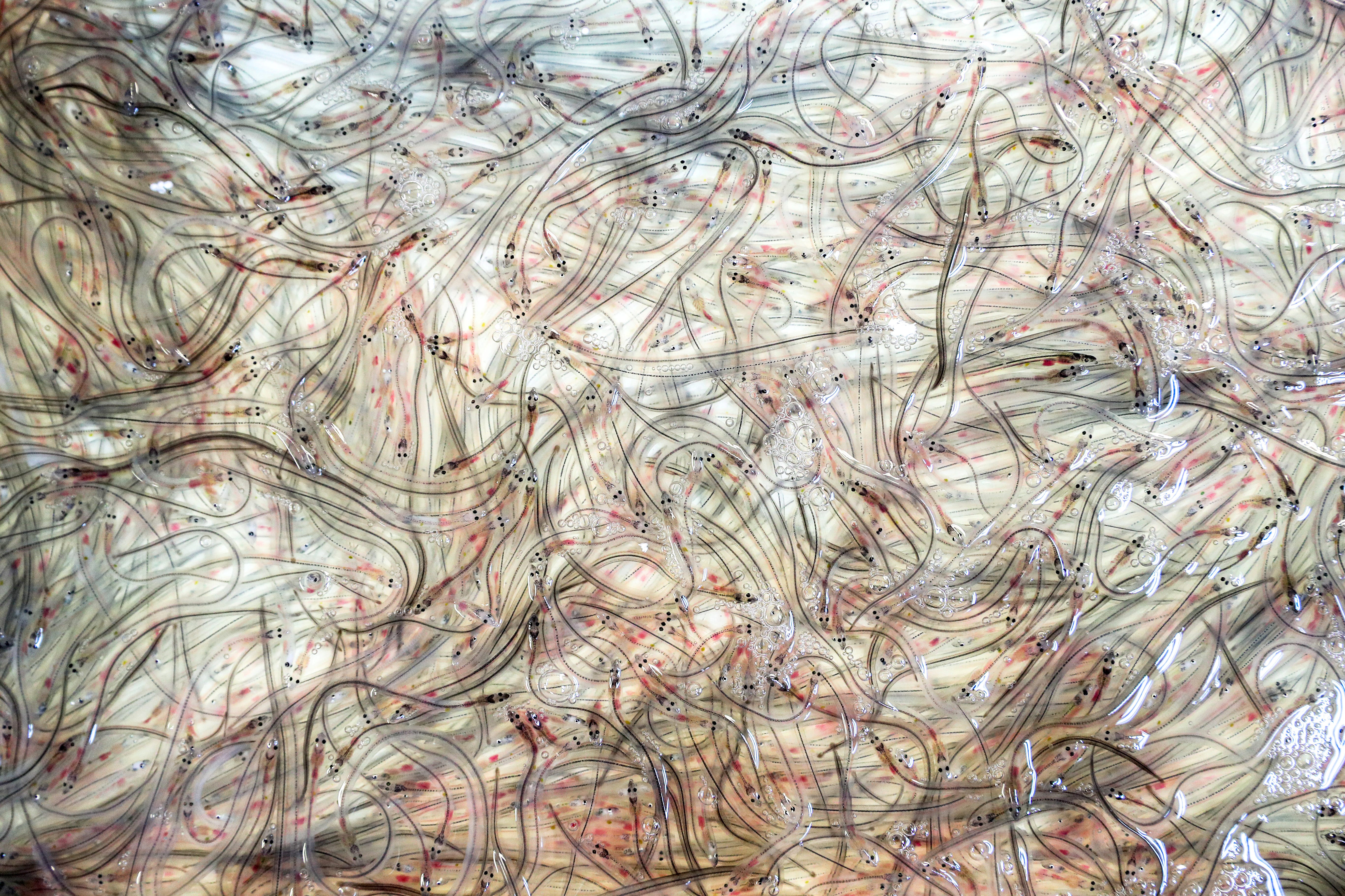 Many eels that are mostly clear tangled together