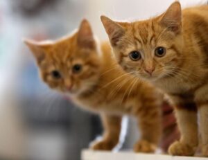 Pets At Home’s Profits Edge Higher As Vets Division Purrs