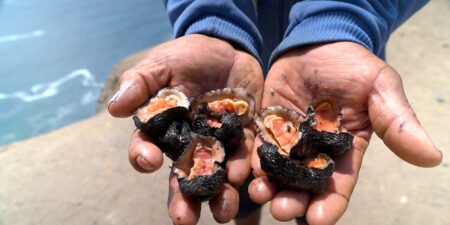 Risking death for a special ceviche in Peru