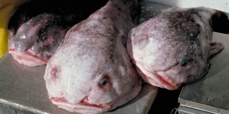 Eerie Deep Sea Creatures That Might Give You Nightmares