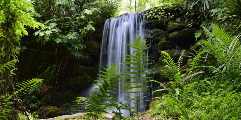 Favorite Florida State Parks to Visit, From Local of 25 Years
