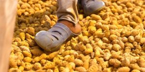 Turmeric Is All the Rage. so Why Can’t Indian Farmers Cash in?