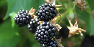 Apple’s ‘BlackBerry Moment’ – Business Insider
