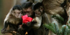 Monkeys, Sex Workers, and the AI Talent War