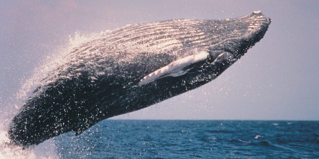 ‘Inference Whales’ Crash the AI Coding Party