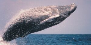 ‘Inference Whales’ Crash the AI Coding Party