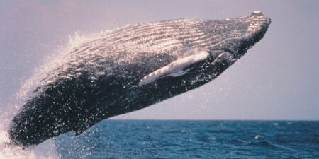 ‘Inference Whales’ Crash the AI Coding Party