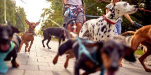 The Dog Breed That’s the New ‘It’ Dog Right Now, and Why