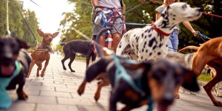 The Dog Breed That’s the New ‘It’ Dog Right Now, and Why