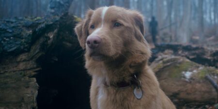 The ‘Good Boy’ Ending Explained: Does the Dog Die?