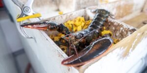 0,000 Worth of Lobsters Bound for Costco Locations Stolen, Logistics CEO Says 0,000 Worth of Lobsters Bound for Costco Locations Stolen, Logistics CEO Says