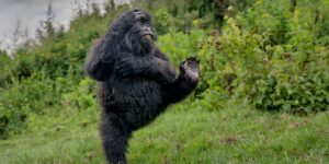 Funny Animal Photos: Comedy Wildlife Photography Awards 2025 Funny Animal Photos: Comedy Wildlife Photography Awards 2025