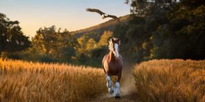 The Safer Bowl: With tensions running high, Super Bowl advertisers avoid politics and play for laughs The Safer Bowl: With tensions running high, Super Bowl advertisers avoid politics and play for laughs