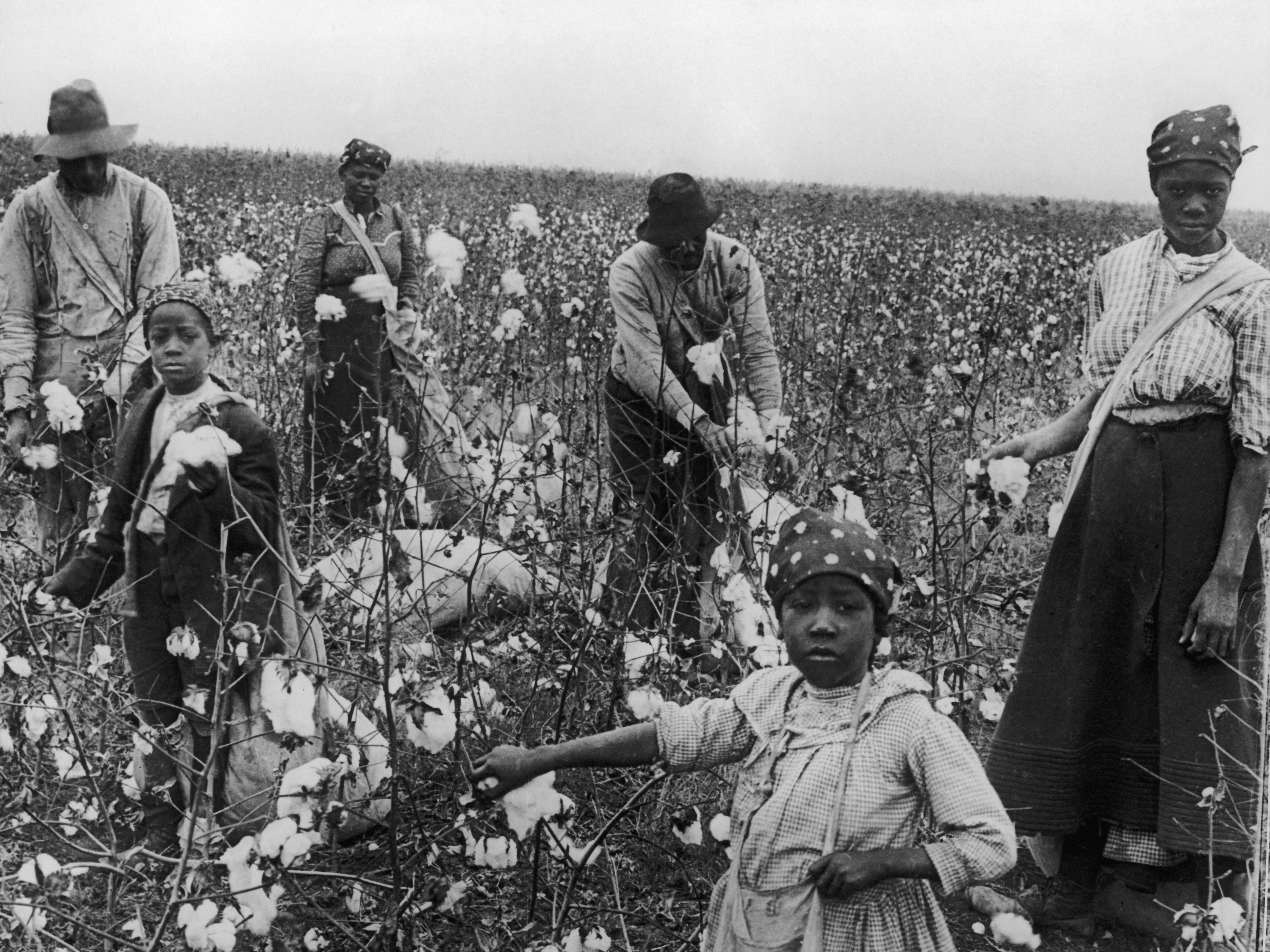 Women, men, and children picking cotton in Texas.