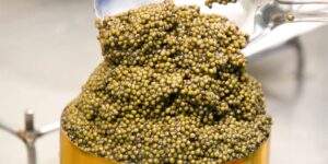 There’s More Caviar Than Ever. so Why Is It Still so Expensive?
