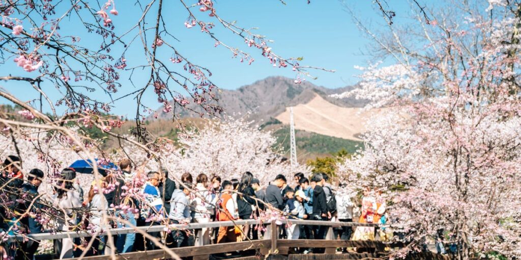 I went to Japan during peak cherry blossom season and found an easy way to escape the crowds at popular tourist attractions I went to Japan during peak cherry blossom season and found an easy way to escape the crowds at popular tourist attractions