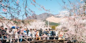 I went to Japan during peak cherry blossom season and found an easy way to escape the crowds at popular tourist attractions