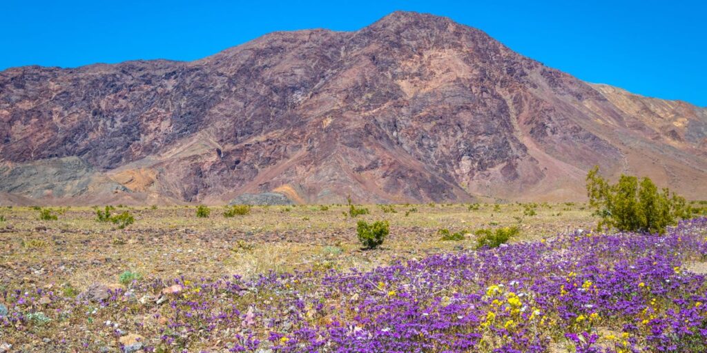 I’ve been to all 63 major US national parks. There are 6 I always tell people to visit in the spring. I’ve been to all 63 major US national parks. There are 6 I always tell people to visit in the spring.
