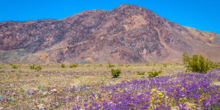 I’ve been to all 63 major US national parks. There are 6 I always tell people to visit in the spring.