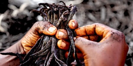 Why Big Brands Are Turning to Vanilla From Uganda