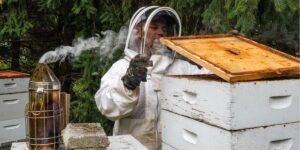 A college student is funding his tuition by raising bees and selling honey: ‘This is the ultimate side business’