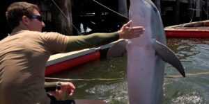 Pentagon leaders got an unusual question about Iran and ‘kamikaze dolphins.’ Here’s how the US military uses these animals.