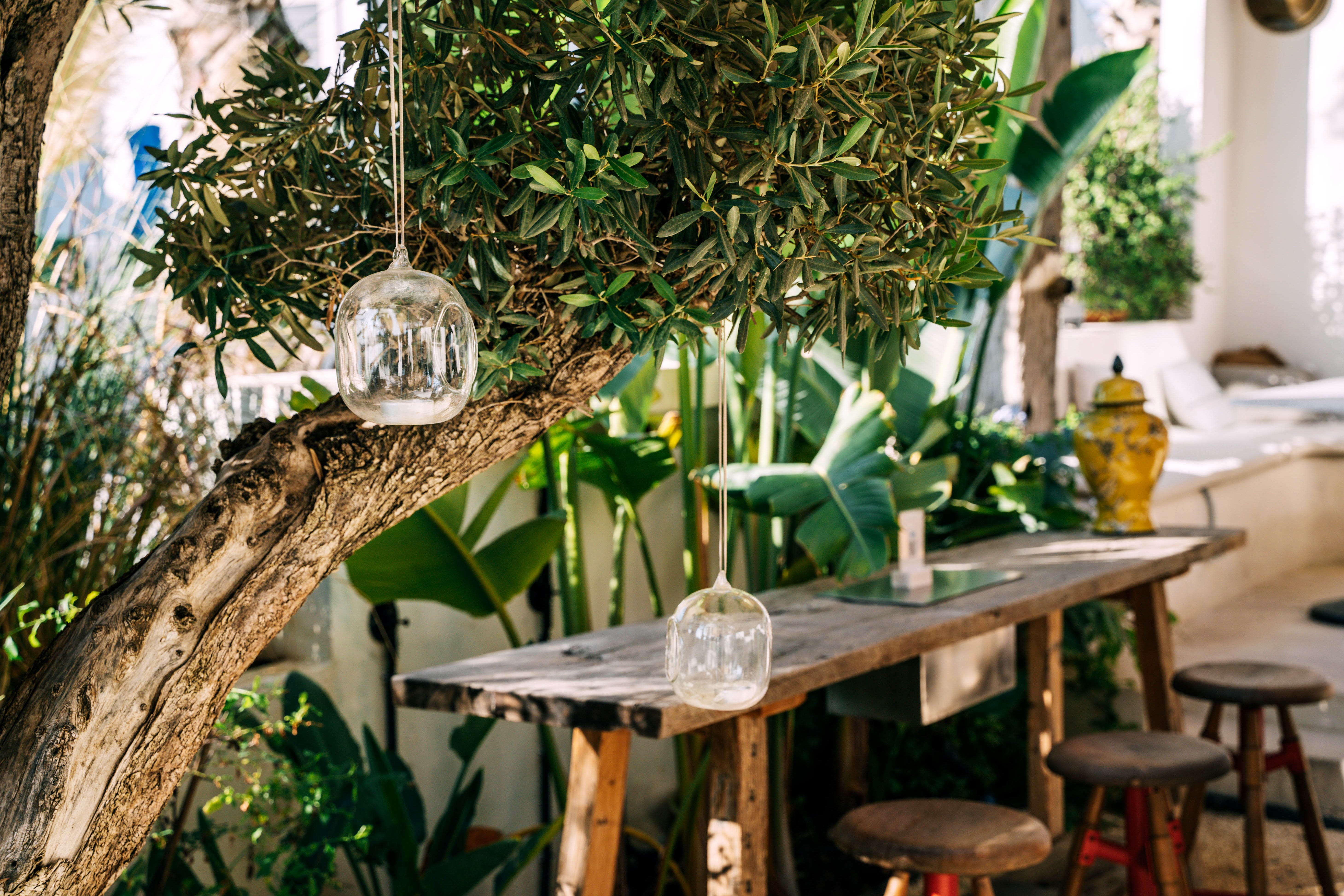 Lamps hanging from greenery in yard