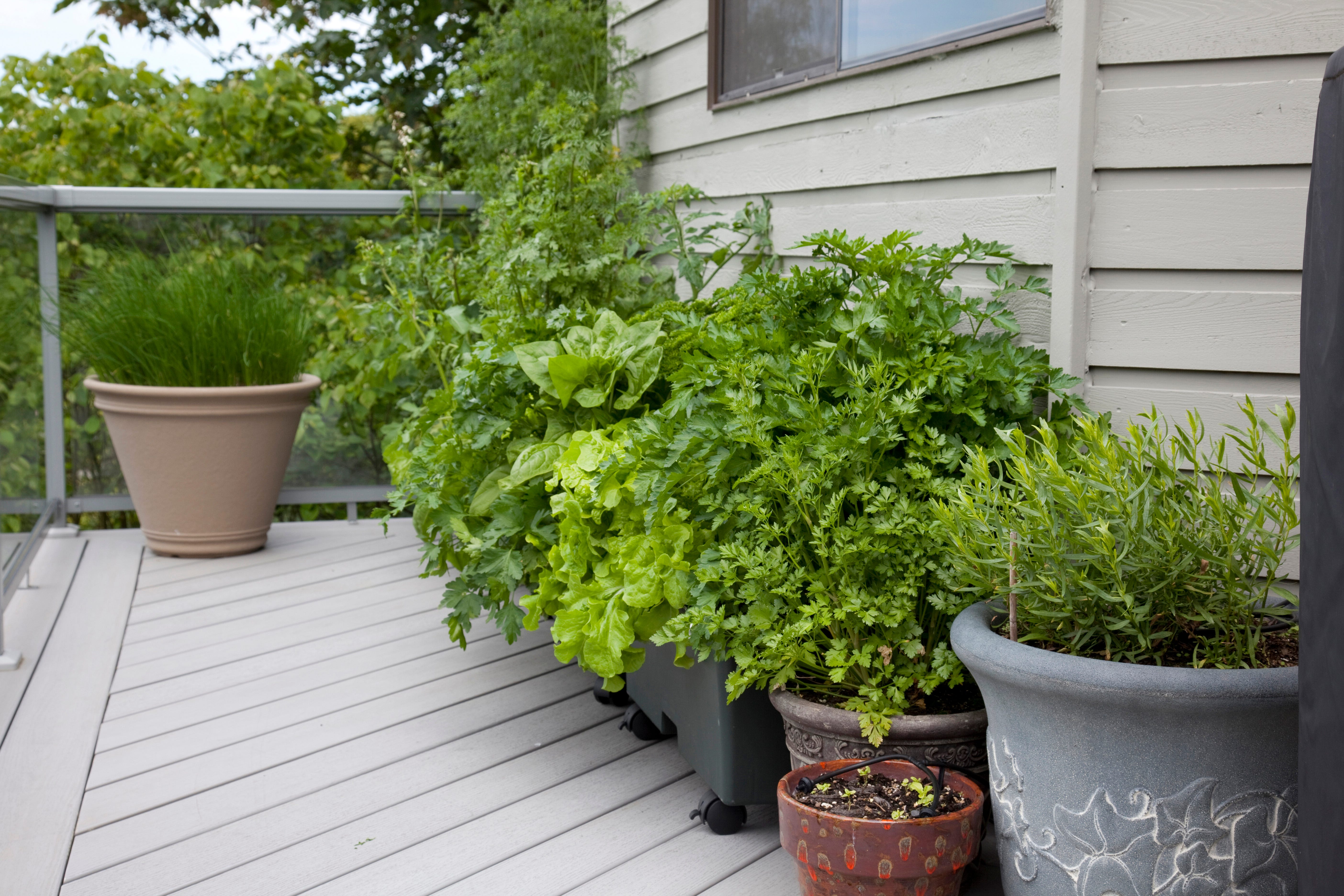 plants and herbs in pots on deck
