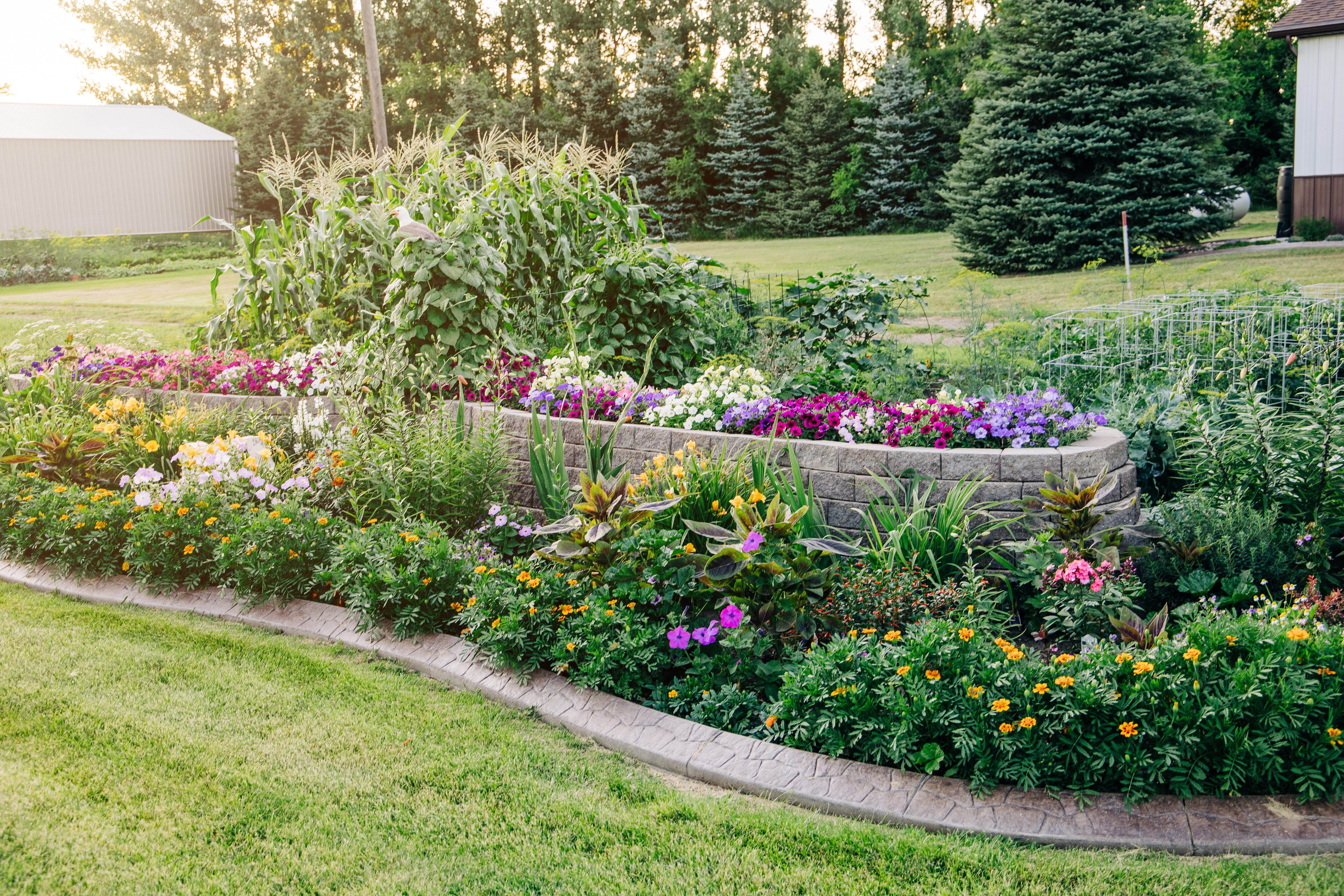 colorful plants at different heights in yard