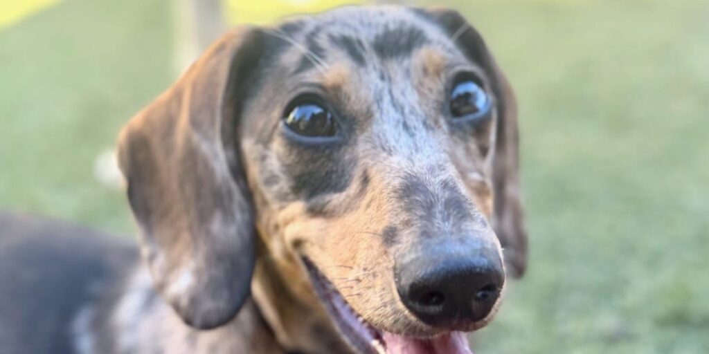 New AI-powered puppy KPIs: Key Potty Indicators