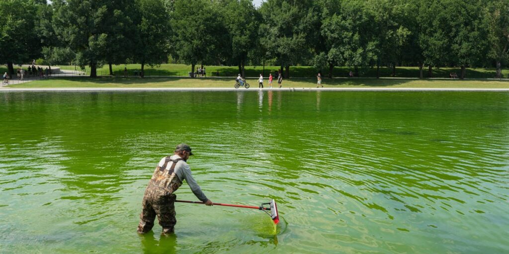 Algae has turned the Lincoln Memorial Reflecting Pool green again, days after its .8 million makeover. Take a look.