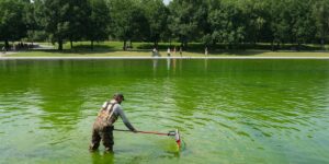 Algae has turned the Lincoln Memorial Reflecting Pool green again, days after its .8 million makeover. Take a look. Algae has turned the Lincoln Memorial Reflecting Pool green again, days after its .8 million makeover. Take a look.