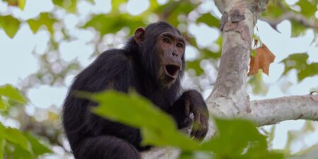 The Jane Goodall Institute has handwritten notes on 5 generations of chimps. AI is helping to preserve them.