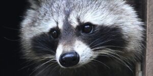 Jimothy the raccoon is proof that being weird, feral, and unknowable is the key to winning the internet Jimothy the raccoon is proof that being weird, feral, and unknowable is the key to winning the internet