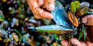 How Families Risk Their Lives Harvesting Toxic Mussels in Indonesia