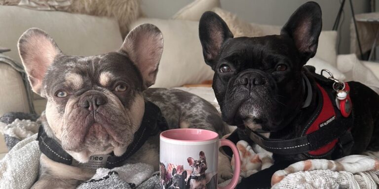 My dogs are Instagram famous. I’ve become a full-time manager, photographer, and publicist.