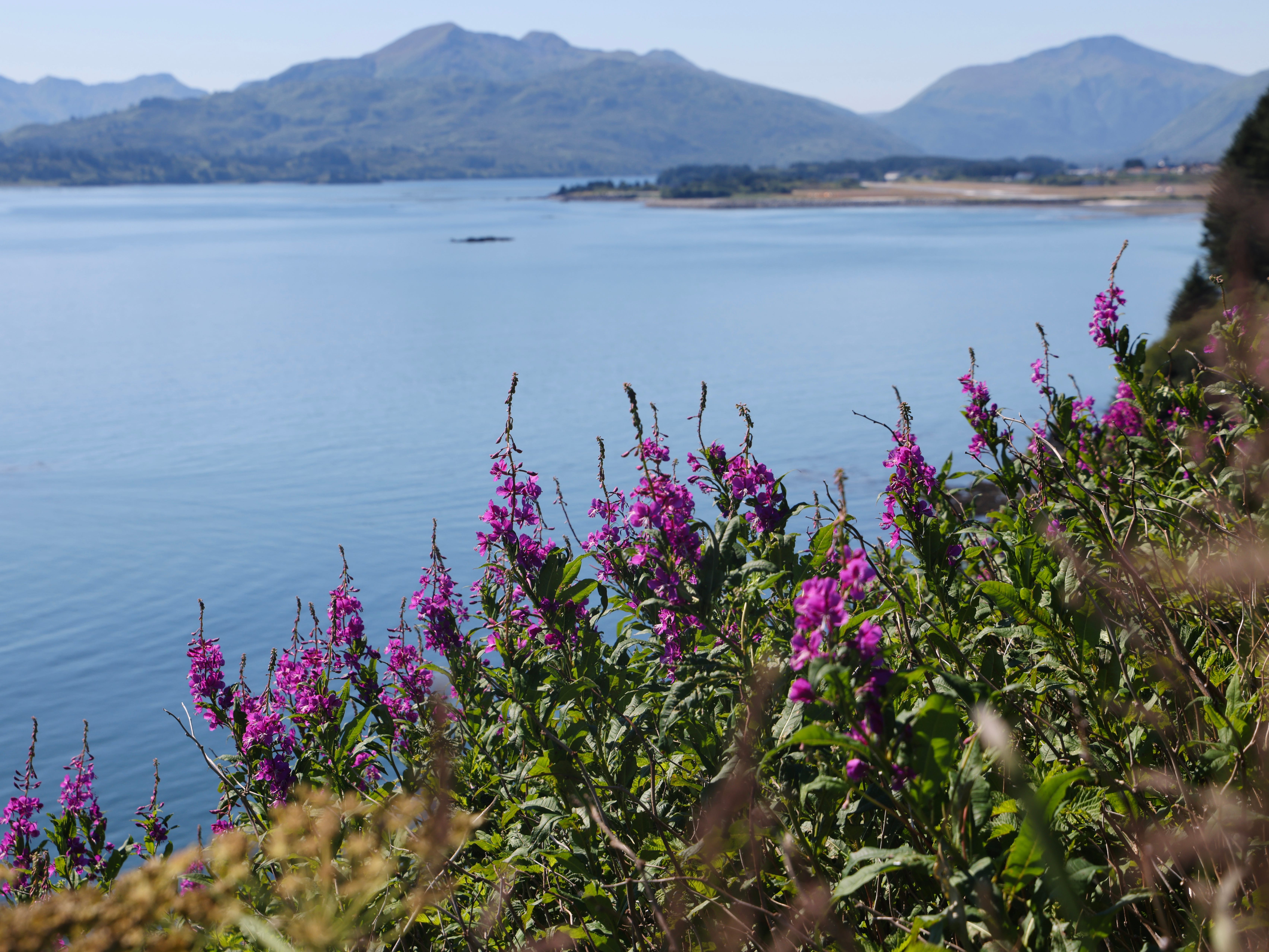 Purple wildflowers overlook the waters near a small island off the coast of Alaska.