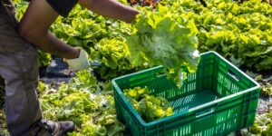 Michigan reports first 2 deaths linked to cyclospora outbreak