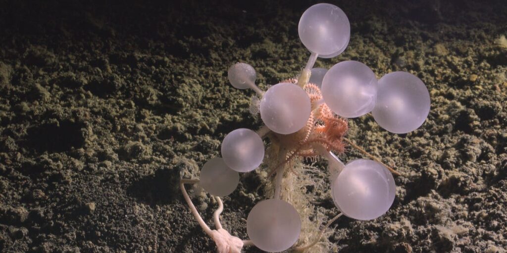 25 bizarre creatures from the bottom of the ocean that look like aliens