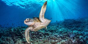 These award-winning underwater photos provide a rare glimpse beneath the world’s oceans These award-winning underwater photos provide a rare glimpse beneath the world’s oceans